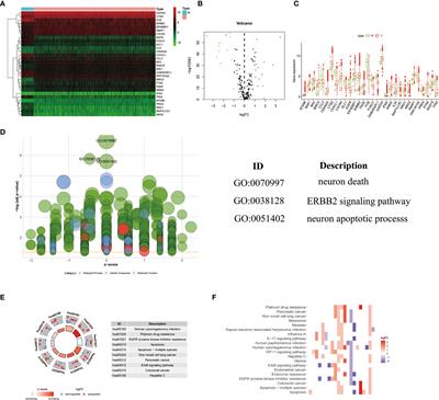 TGF-β1 Promotes Autophagy and Inhibits Apoptosis in Breast Cancer by Targeting TP63